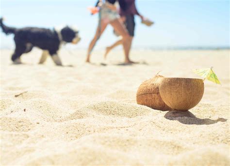 Can Dogs Eat Coconut? | PetMD
