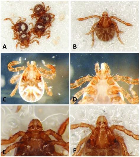 dermacentor variabilis larvae  collected  masking tape  dorsal
