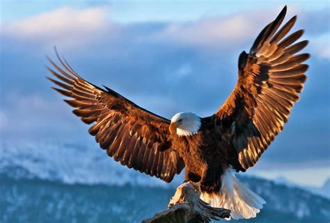 Quotes About The Bald Eagle. QuotesGram