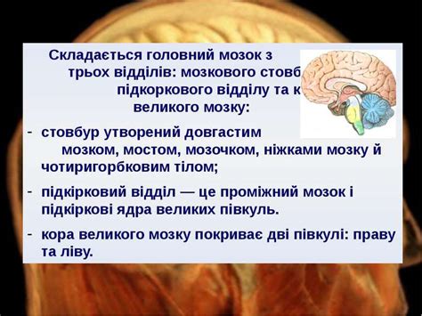 Відділи головного мозку - презентація з біології