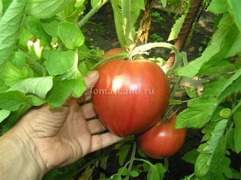 Томат Алсу: описание сорта, ОТЗЫВЫ (43), фото | tomatland.ru