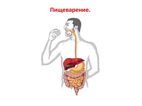 Пищеварительная система - презентация онлайн