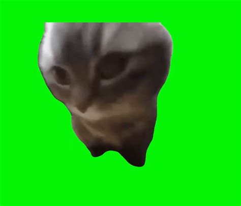Chipi chipi chapa chapa chat GIFs | USAGIF.com