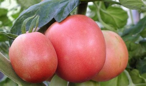Низкорослые помидоры: лучшие сорта для открытого грунта Plum, Fruit ...