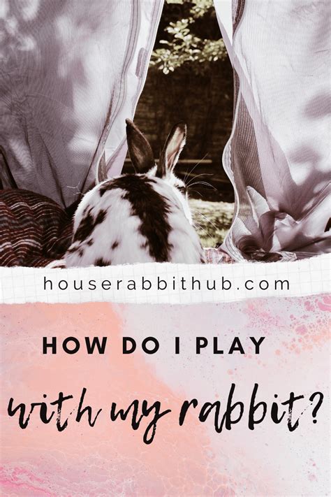 how to play with my rabbit