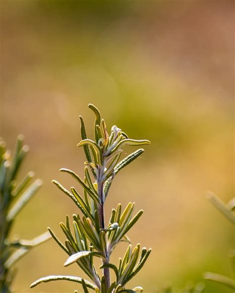 Aroma Rosemary Aromatherapy - Free photo on Pixabay - Pixabay