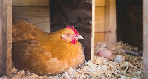 The Importance of Proper Nesting Boxes for Happy Hens - Ecomuch