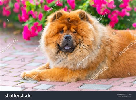 Portrait Dog Chinese Breed Chow Chow Foto stock 1772322980 | Shutterstock