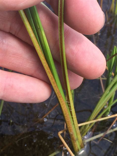 Schoenoplectus torreyi (Torrey's Bulrush) - FSUS