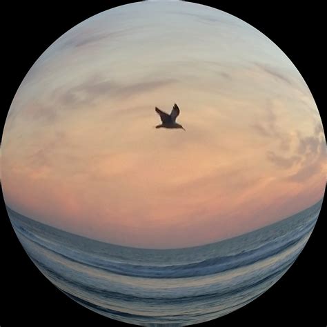 tarrance  rassmeussen