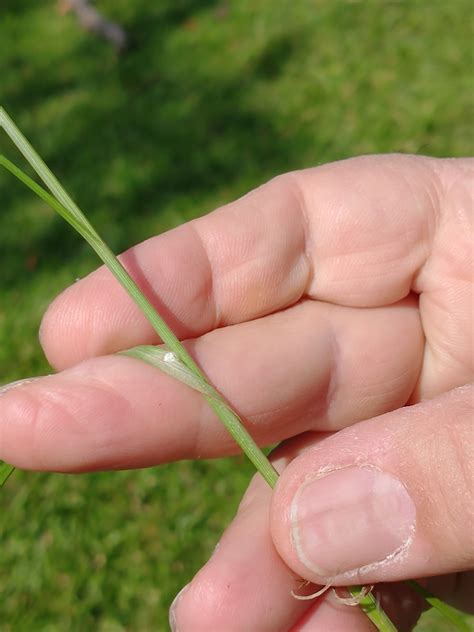 Carex bonariensis Desf. ex Poir.