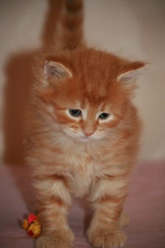 Рыжие котята