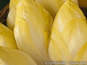 chicoree pflege pflanzen duengen schnitt