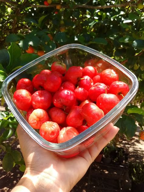Fruta Que Parece Acerola - 8