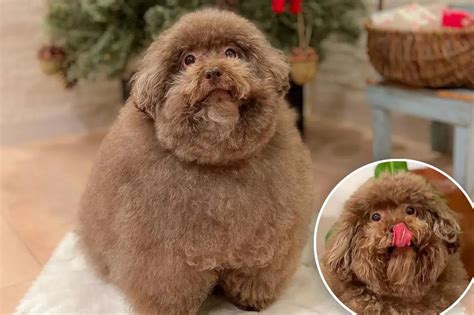 Who Is World's Cutest dog?