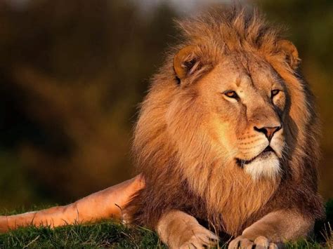 life changing lessons      lion