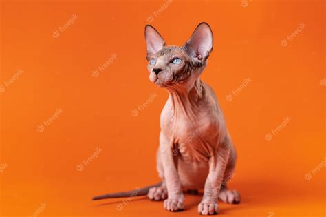 premium photo adorable young bicolor male cat  canadian sphynx