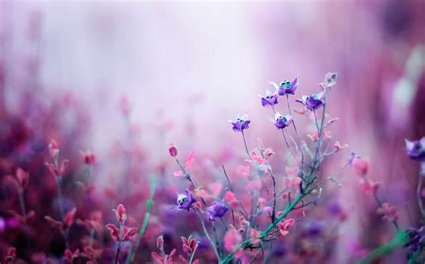pink floral nature hd wallpaper