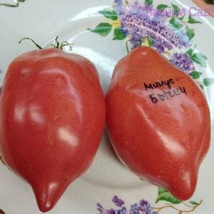 Томат Минусинские Бычки - коллекционные Сибирские сорта.
