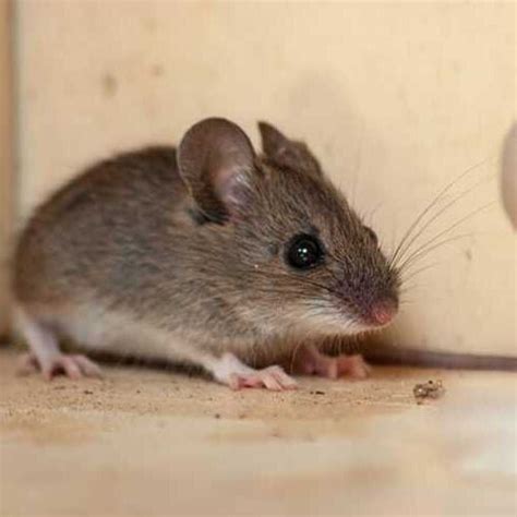 The House Mouse: Your Comprehensive Guide to Identification and Control ...