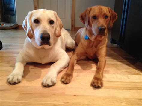 Yellow Lab Puppies With Pink Noses