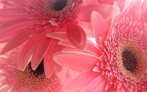 Pink Desktop Wallpapers - Top Free Pink Desktop Backgrounds ...