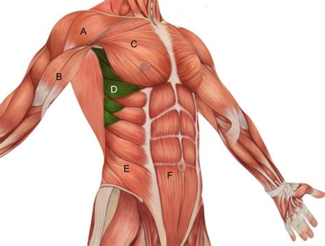 chest muscles reference chest muscles anatomy diagram function