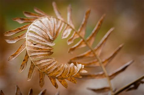 irregular shapes shape images pixabay