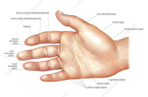 hand bones anatomy structure  diagram