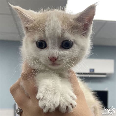 Adopt Sugar Cookie Today - Pets TheCountyOffice