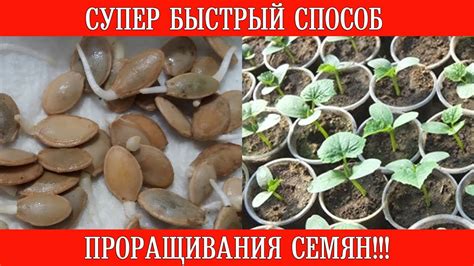 Супер быстрый способ проращивания семян!!! - YouTube