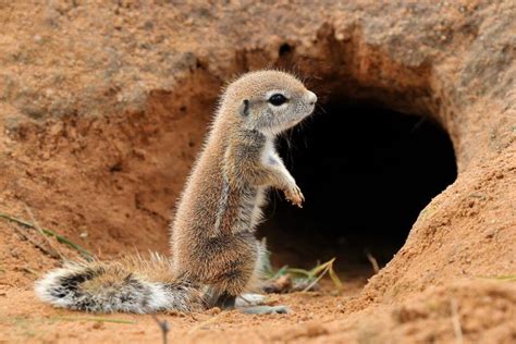 What Do Squirrel Nests Look Like & How Do They Build Them?