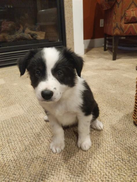 Just brought home a new border collie brody : r/BorderCollie