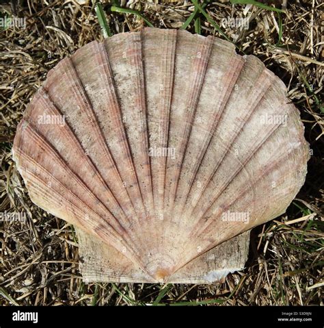 shel  res stock photography  images alamy