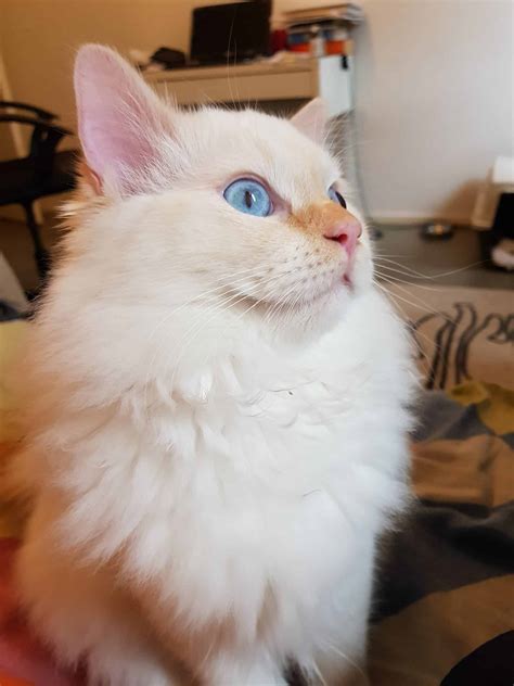 The Lilac Ragdoll Cats & Kittens - Mitted, Colorpoint, Bicolor & Lynx