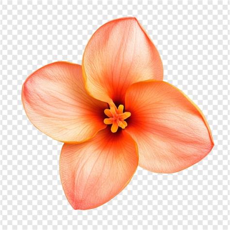 Peach blossom a delicate bloom | Free PSD