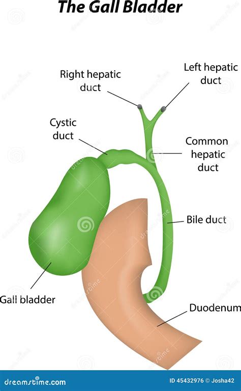 gall bladder icon  blackboard flat design vector illustration