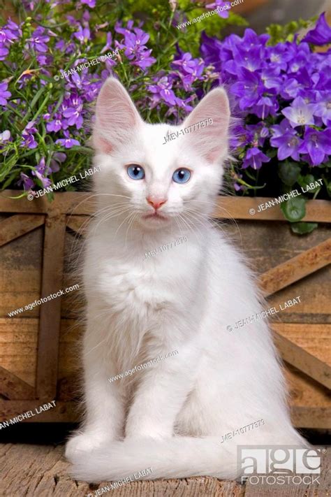 Cat - Turkish Angora kitten, Stock Photo, Picture And Rights Managed ...