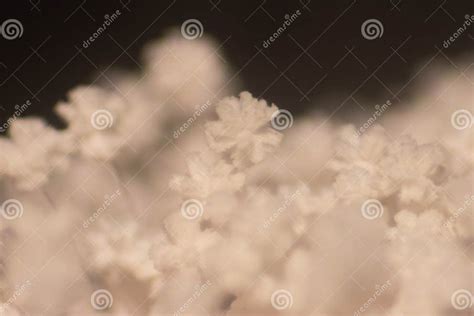 aspergillus mold  microbiology stock image image  macro