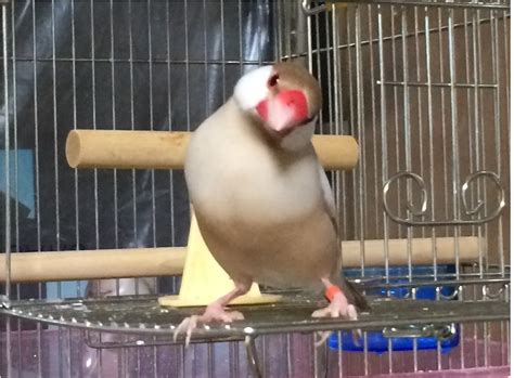 クリーム文鳥誕生！