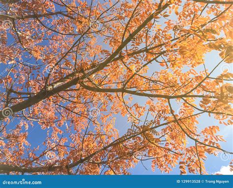 398 Red Texas Maple Stock Photos - Free & Royalty-Free Stock Photos ...