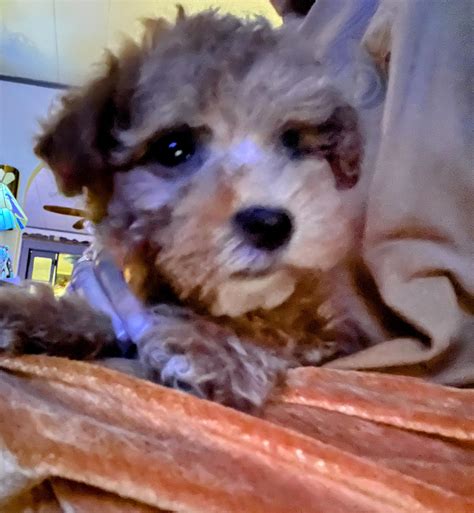 Officially Res-Q-Pets | Trenton NJ