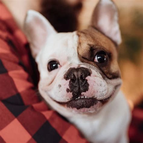 Adopting a Dog? Here’s Everything You Need to Know | BeChewy