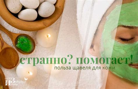 Щавель. Польза и вред. Лечебные свойства конского щавеля. Противопоказания