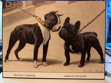 Boston Terrier Meets French Bulldog Vintage Photo Decoupaged on Wood - Etsy