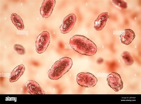 Yersinia enterocolitica bacteria, illustration Stock Photo - Alamy