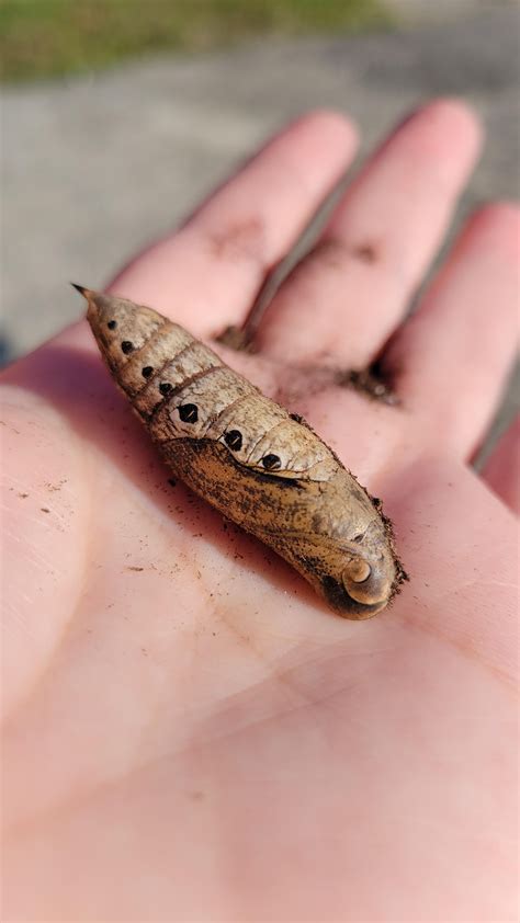 It's been 30 days since my tersa sphinx moth caterpillar burrowed into