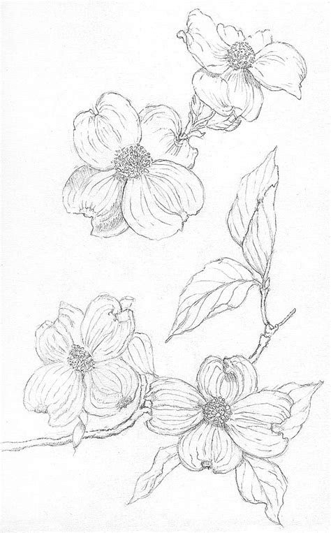 Dogwood Flower Drawing at PaintingValley.com | Explore collection of ...