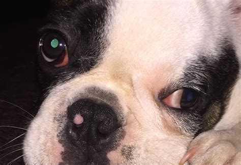 Is It Normal For French Bulldogs To Have Red Eyes