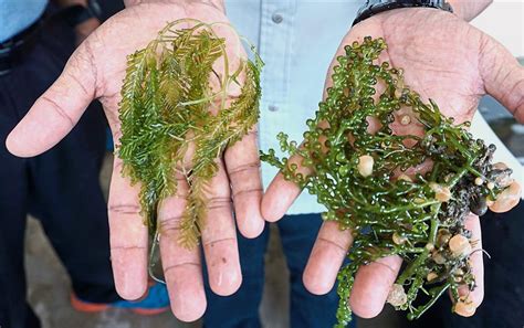 langkawi fri studying commercial viability  cultivating lattut